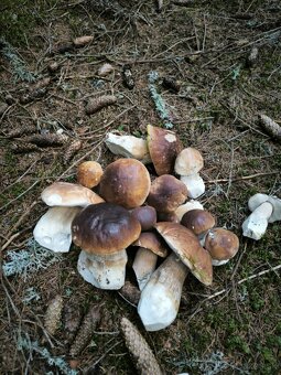 Sušené dubáky - 2