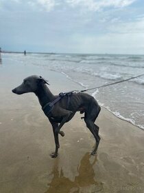 Krytie Taliansky Chrtík - 2