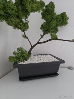 Bonsaj z machu 5D - 2