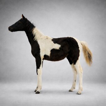 Podílová APH kobylka - 2