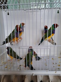 Amadina gouldová - 2