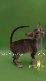 Orientální kočka s pP Idelia - 2