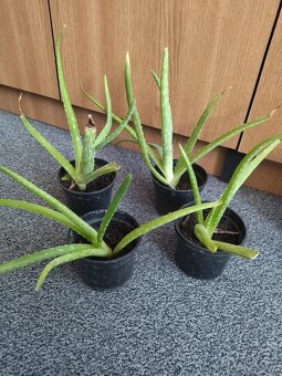 Predám aloe vera - 2