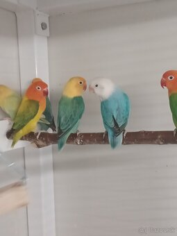 Agapornis fischeri - 2