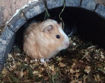 Morské prasiatka - 2