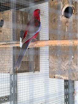 Rozela penant samicka - 2