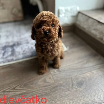 Pudlik, pudel toy-mini - 2