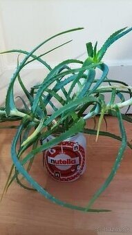 Aloe stromcekovite - 2