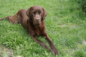 Labrador na krytie - 2