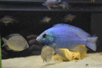 Placidochromis gissel - 2