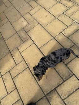 Jazvečík krátko srstý  nar.23.8 - 2