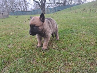 Predám holandského ovčiaka - 2