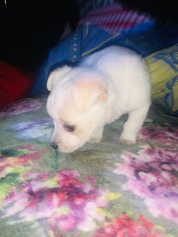 Predám čivavu  ma 6 tiždne - 2