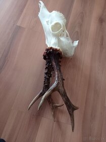 Srnec 550 hram, parohy, jelen - 2