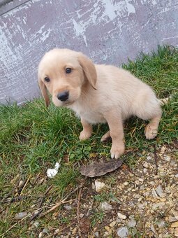 Zlati retriver x labrador - 2
