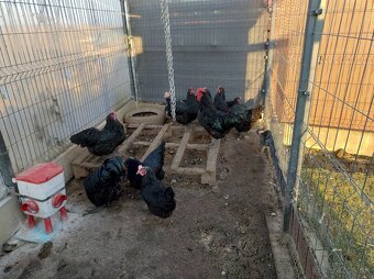 Predám násadové vajíčka australorpky - 2