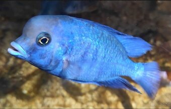 Africké Cichlidy - 2