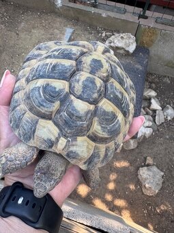 Korytnačka zelenkastá - Testudo Hermanni - 2