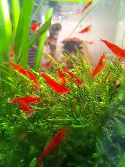 Bloody Mary krevetky - 2