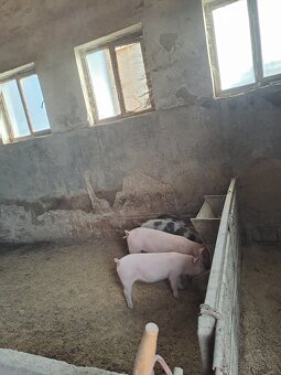 Predam odstavcata - 2