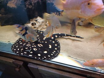 potamotrygon black diamond - 2