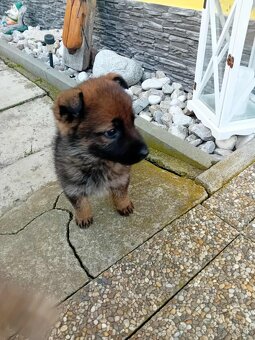 Nemecký ovčiak šteniatka - 2