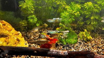 Gubky / Gupky na predaj - 2