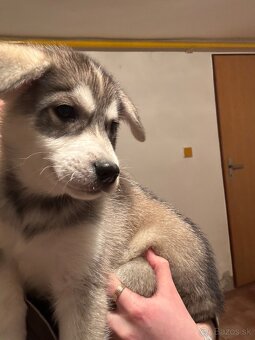Šteniatka malamut husky - 2