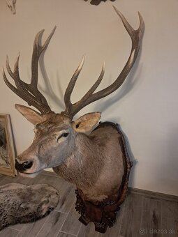 Preparát, trofej,parozie, trofeje - 2