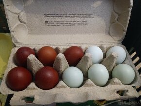 Nasadove vajíčka Green Shell - 2