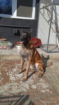 Belgicky ovciak malinois - 2