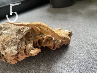 Pagekon riasnatý - Correlophus ciliatus - 2