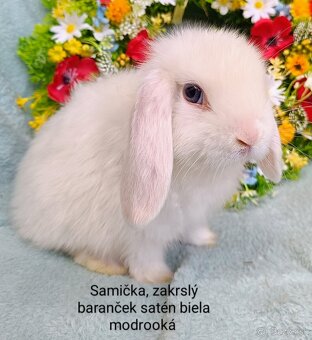 Zakrslý baranček satén s VP samička biela, modré oči - 2