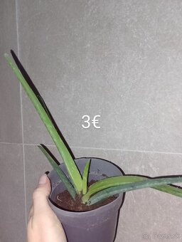 Aloe Vera - 2