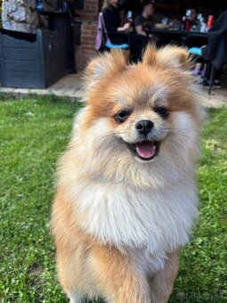 Pomeranian - 2