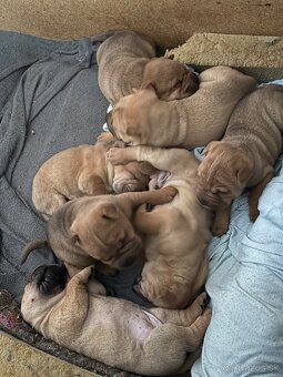 Sharpei - 2