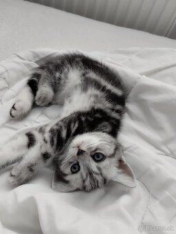 Britské krátkosrsté whiskas mačiatko - 2
