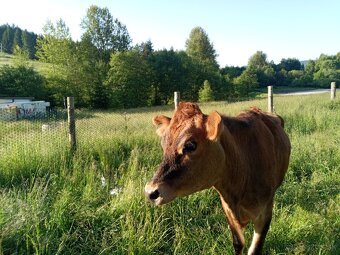 Jersey - 2