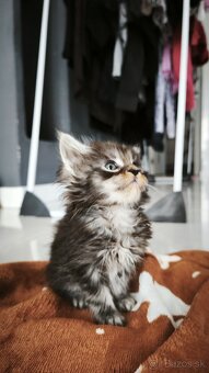Mačička Maine coon , úhrada aj na časti - 2