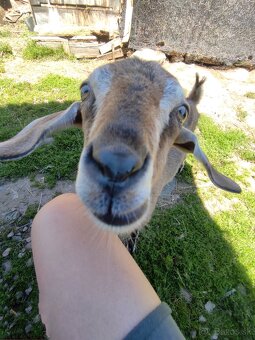 🐐 Na predaj – kozliatka, 5 mesiacov, krížence🐐 - 2