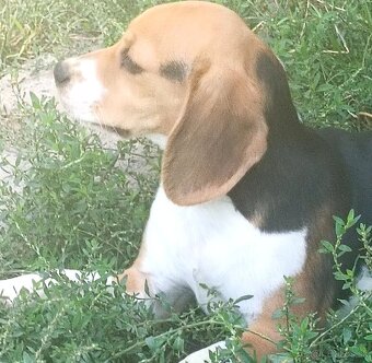 Beagle, bigel, bigl bez PP - 2