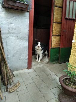 Vimenim predam - 2