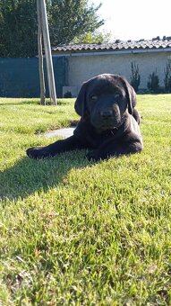 Šteniatka labradora - 2