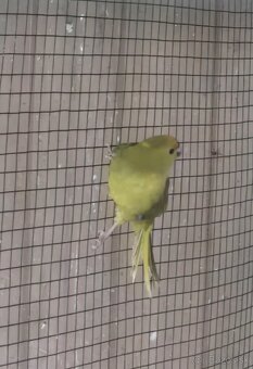 Kakariki žltočelý- predám alebo vymením tohtoročné odchovy - 2