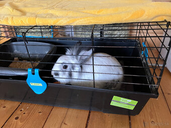 Predám trpasličieho králika - 2