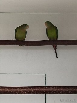 Papagáj nádherný Baraband - 2