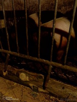 Predám ošípané - 2