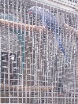 Alexandre malé-chovné páry - 2