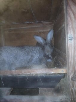 Králiky čistokrvné a krizence - 2