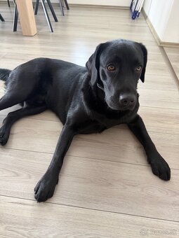 Krytie labrador čierny - 2